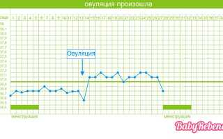 Базальная температура при овуляции и после овуляции + график