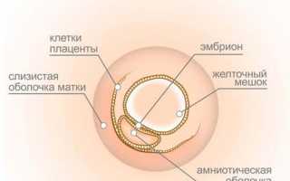 3 неделя беременности: признаки, симптомы, ощущения, фото, УЗИ