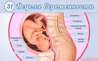 31 неделя беременности: фото животиков, УЗИ, вес плода