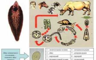 Фасциолез крупного рогатого скота: диагностика и лечение