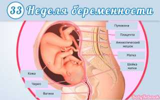 33 неделя беременности: фото, УЗИ, вес плода, видео