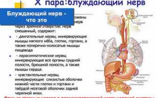 Блуждающий нерв — “секретный” нерв организма