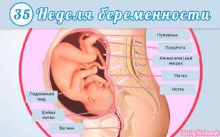 35 неделя беременности: фото, УЗИ, вес плода, роды