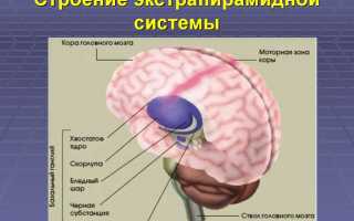 Экстрапирамидные расстройства – особенности и лечение неврологических нарушений