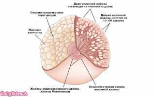 Лактостаз у кормящей мамы: причины, симптомы, лечение, массаж