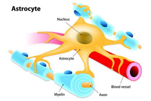 Что такое астроцит