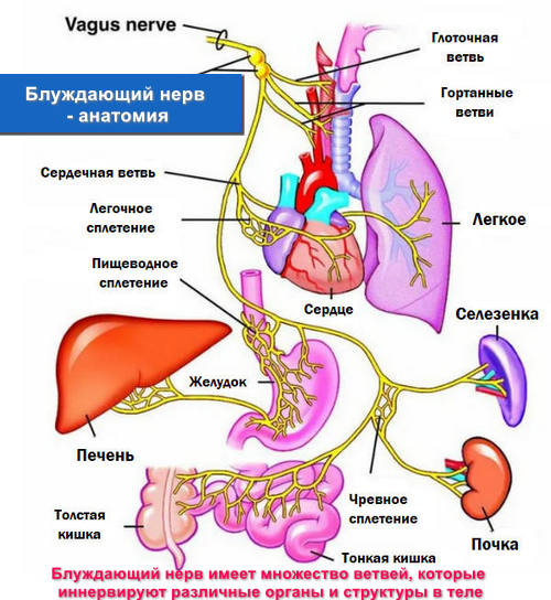 Блуждающий нерв - анатомия