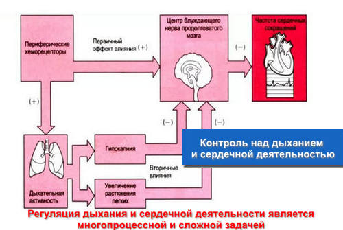 Контроль над дыханием и сердечной деятельностью