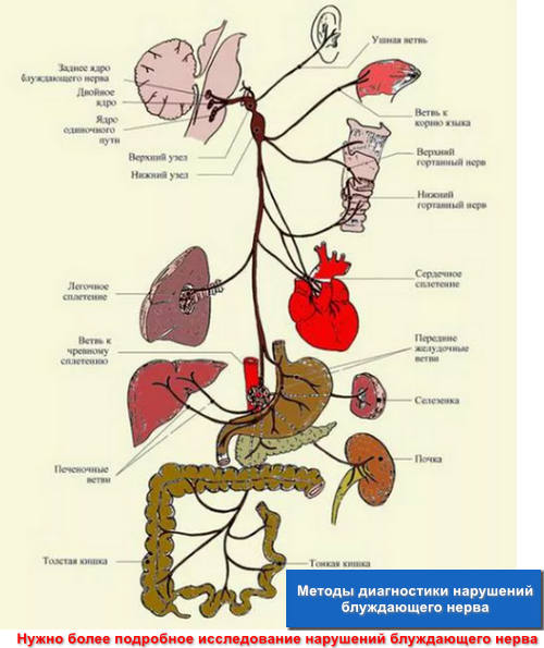 Методы диагностики нарушений блуждающего нерва