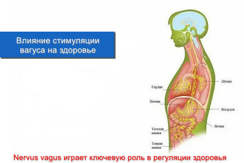 Влияние стимуляции вагуса на здоровье 