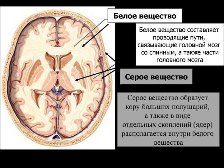 Белое вещество головного мозга
