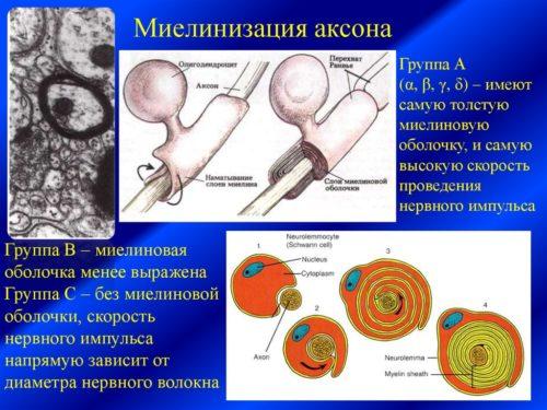 Миелинизация