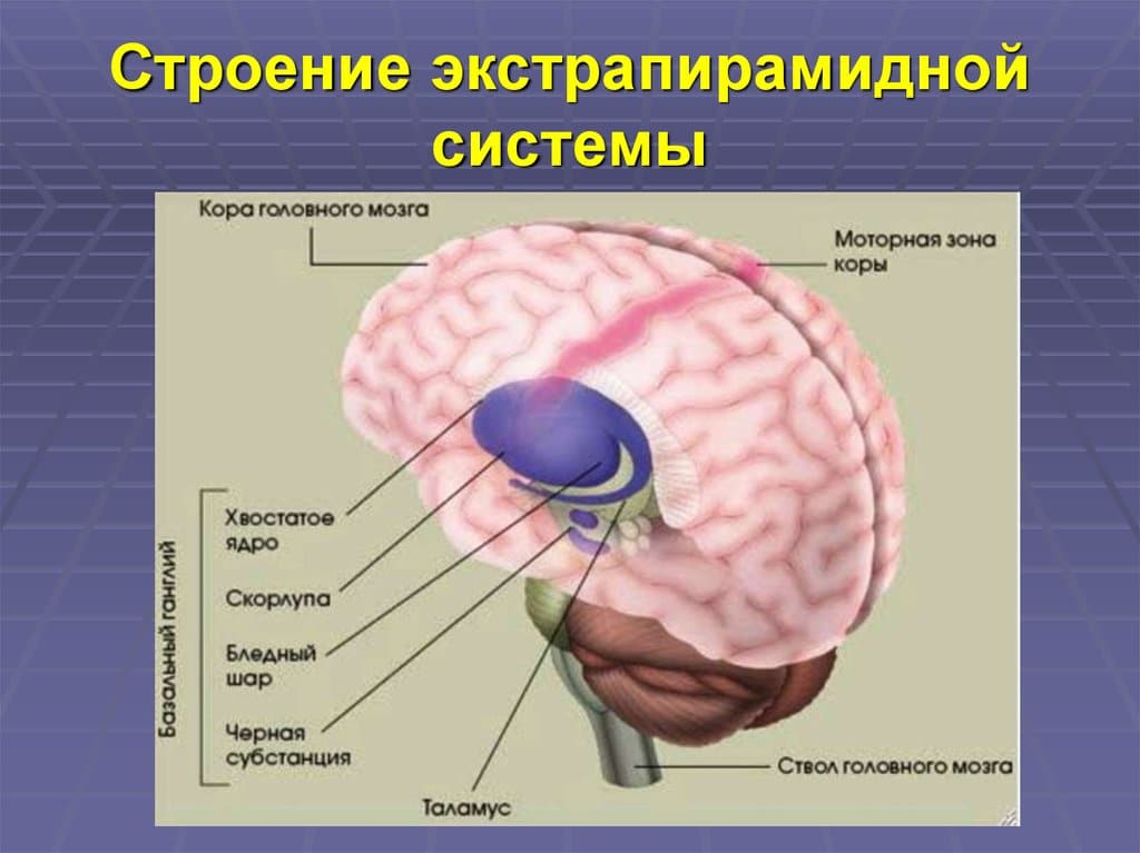 Строение экстрапирамидной системы