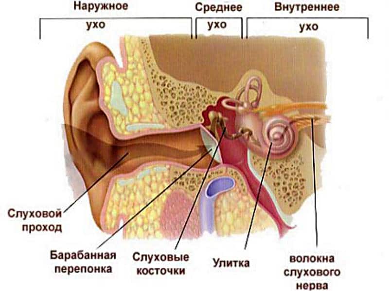 Строение уха