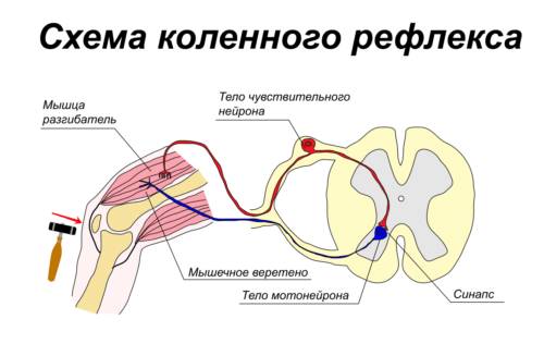 Сухожильные рефлексы