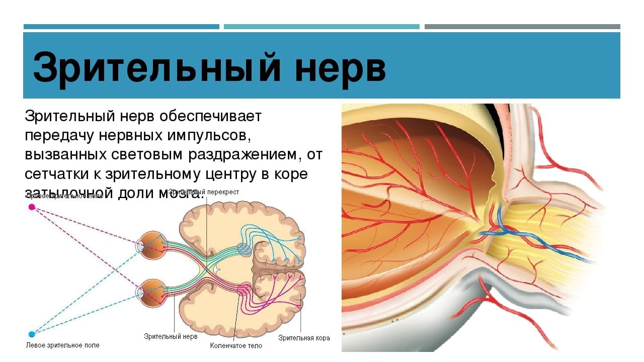 Зрительный нерв